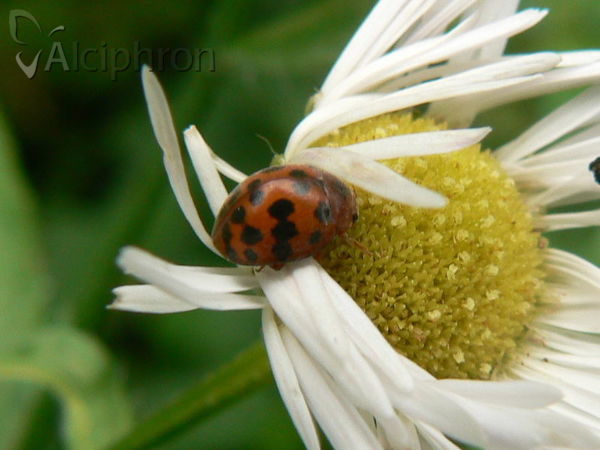 Subcoccinella vigintiquatuorpunctata