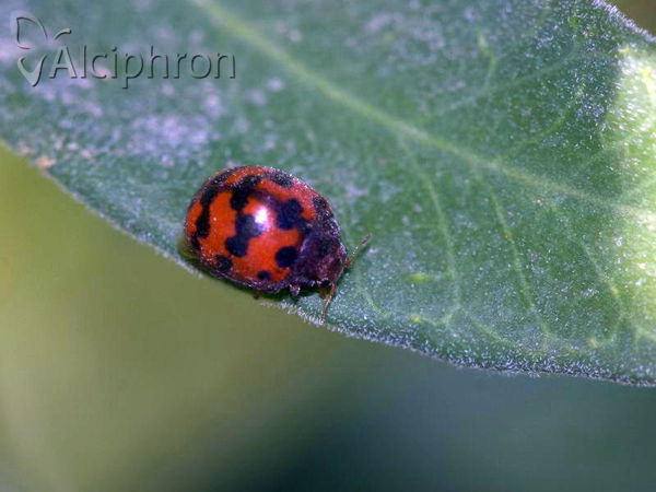 Subcoccinella vigintiquatuorpunctata