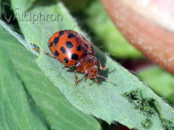 Subcoccinella vigintiquatuorpunctata