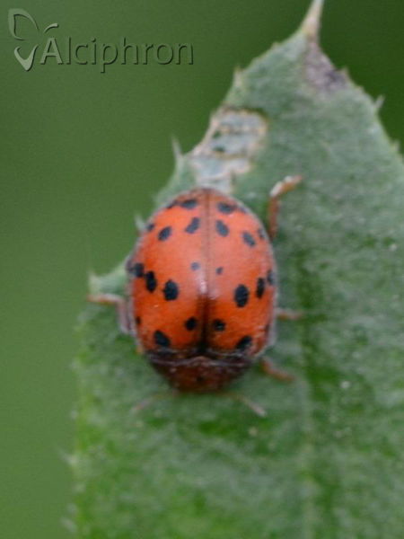 Subcoccinella vigintiquatuorpunctata