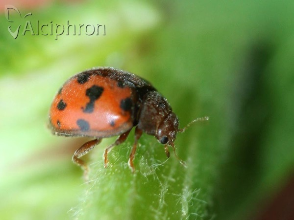 Subcoccinella vigintiquatuorpunctata