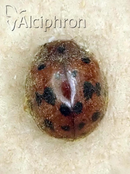 Subcoccinella vigintiquatuorpunctata