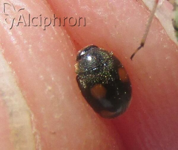 Platynaspis luteorubra