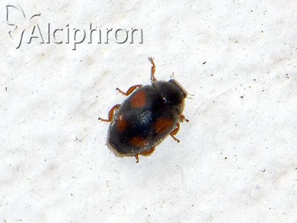 Platynaspis luteorubra