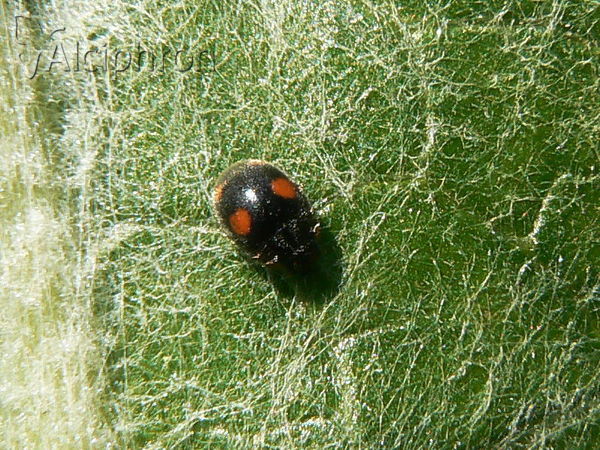 Platynaspis luteorubra