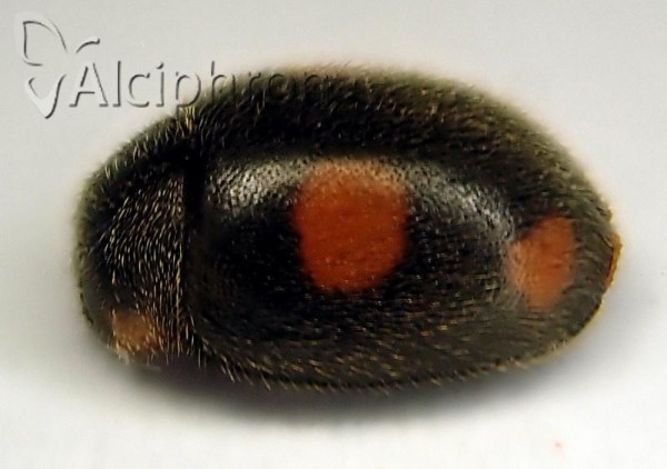 Platynaspis luteorubra