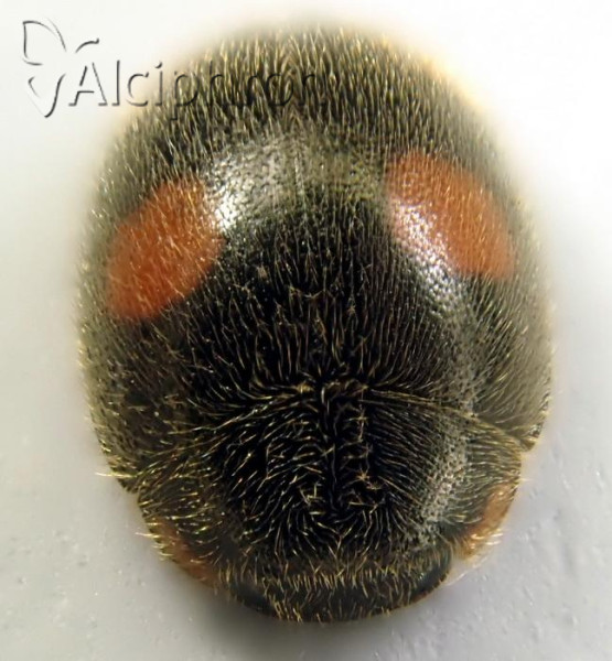 Platynaspis luteorubra