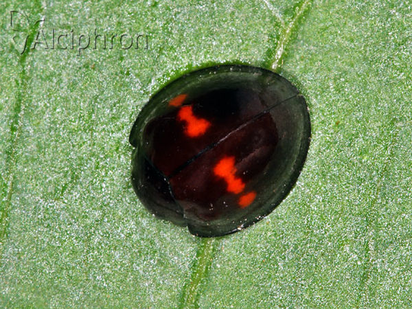 Chilocorus bipustulatus