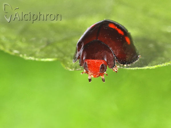 Chilocorus bipustulatus