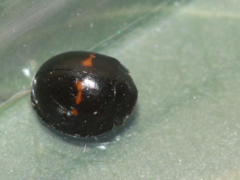 Chilocorus bipustulatus