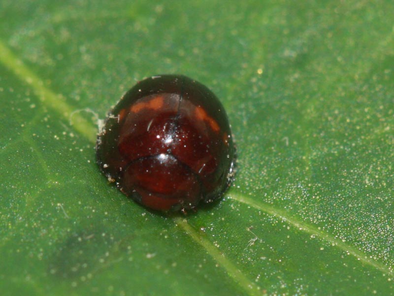 Chilocorus bipustulatus