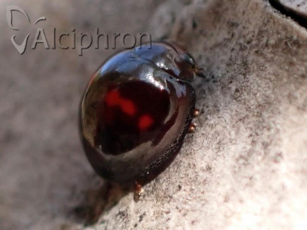 Chilocorus bipustulatus