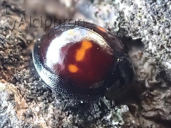 Chilocorus bipustulatus