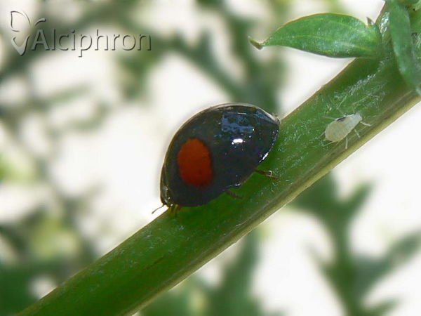 Chilocorus renipustulatus
