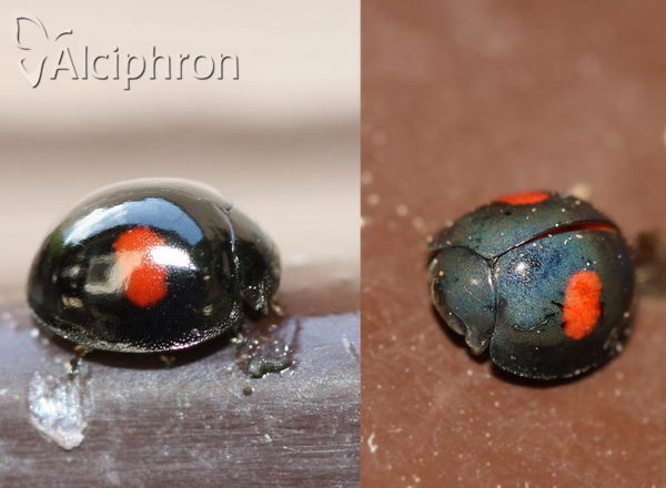 Chilocorus renipustulatus