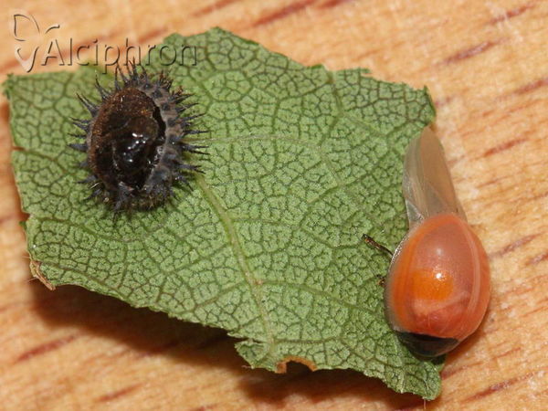 Chilocorus renipustulatus