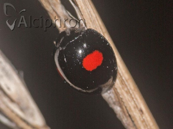 Chilocorus renipustulatus