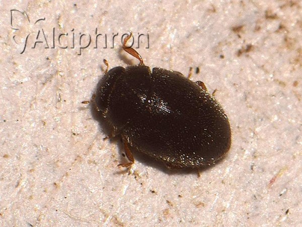 Scymniscus horioni