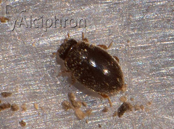 Scymniscus horioni