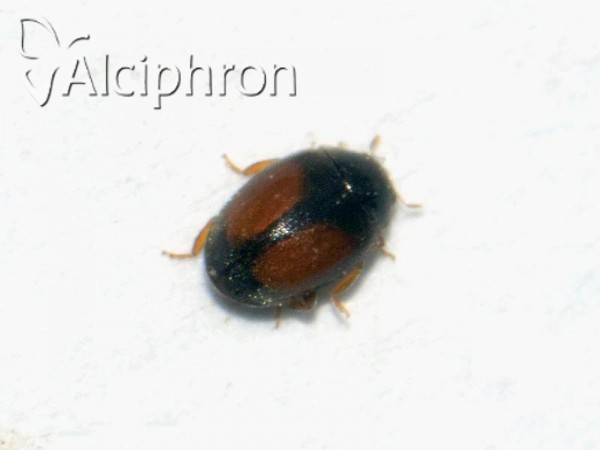 Scymnus flagellisiphonatus