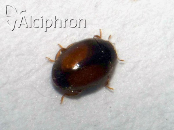 Scymnus flagellisiphonatus