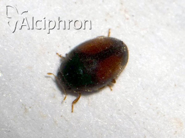 Scymnus flagellisiphonatus