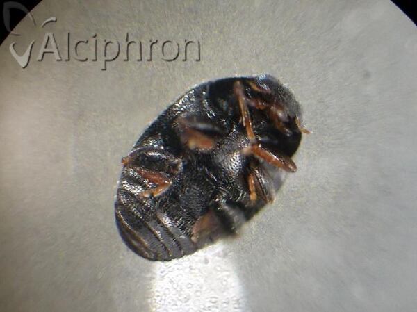 Scymnus ater