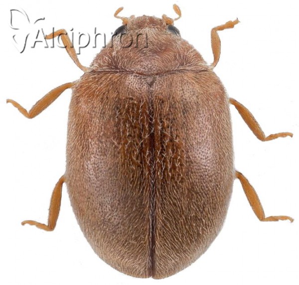 Scymnus abietis