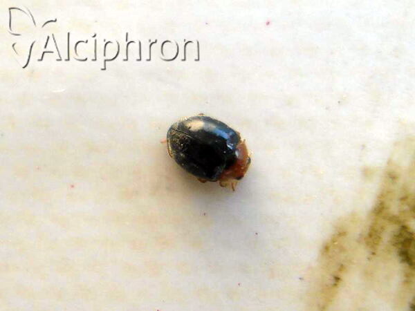 Scymnus auritus