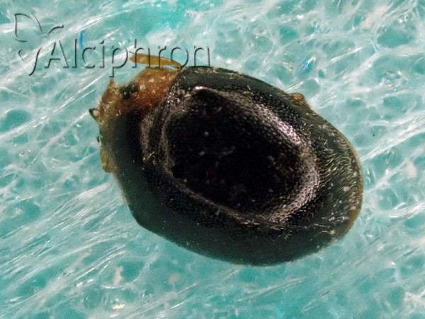 Scymnus auritus