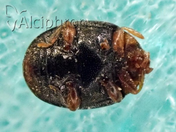 Scymnus auritus
