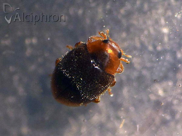 Scymnus ferrugatus