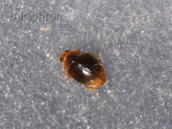Scymnus ferrugatus