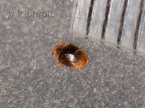 Scymnus ferrugatus