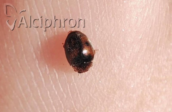 Scymnus subvillosus