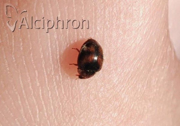 Scymnus subvillosus