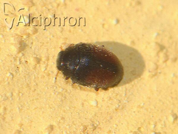 Scymnus suturalis