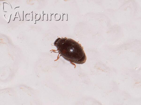Scymnus apetzi