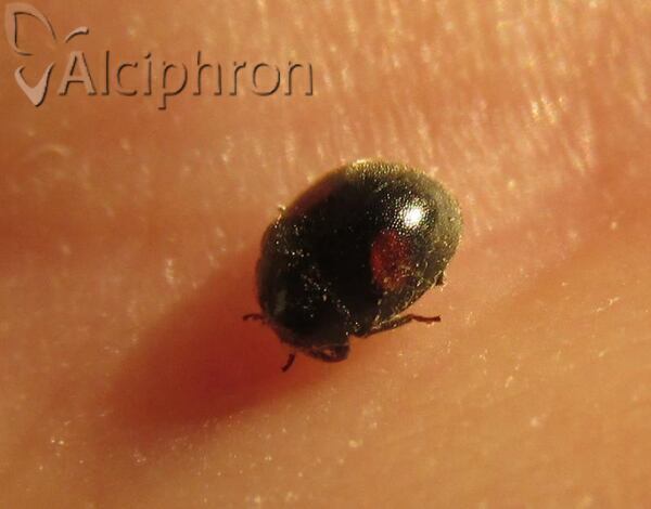 Scymnus apetzi