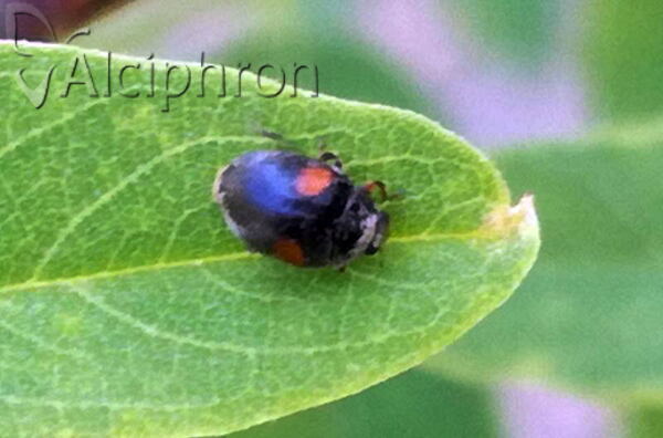Scymnus apetzi