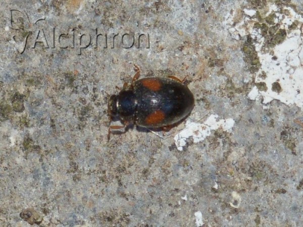 Scymnus apetzi