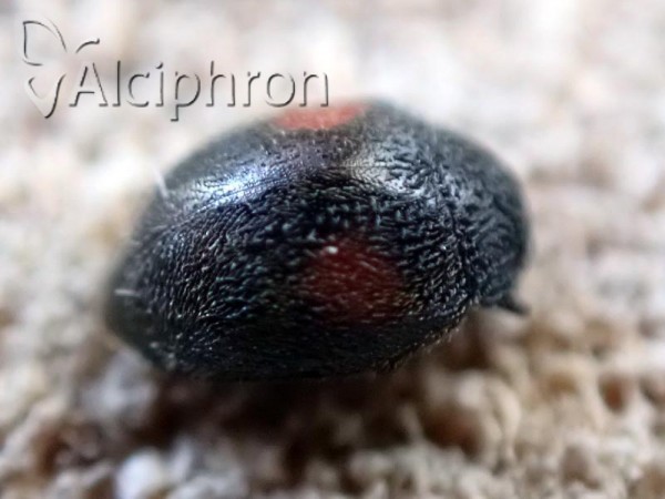 Scymnus apetzi