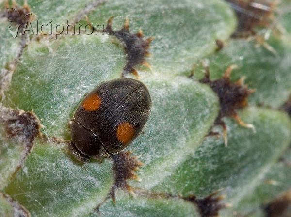 Scymnus schmidti