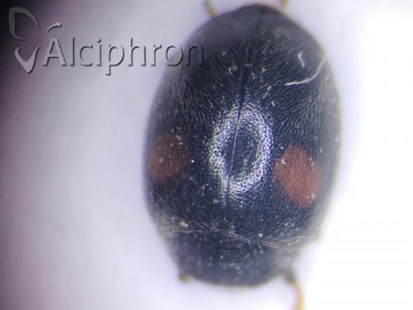 Scymnus schmidti