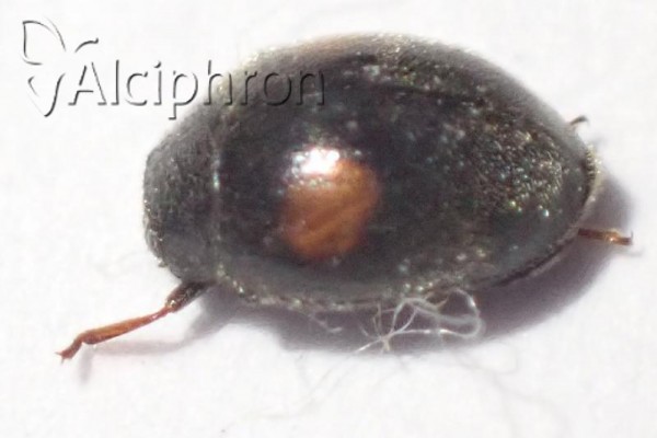Scymnus schmidti