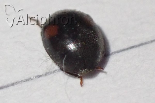 Scymnus schmidti