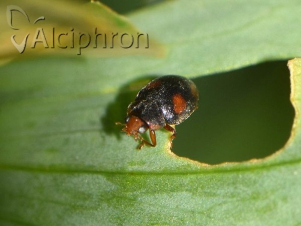 Scymnus frontalis