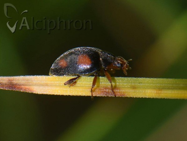 Scymnus frontalis