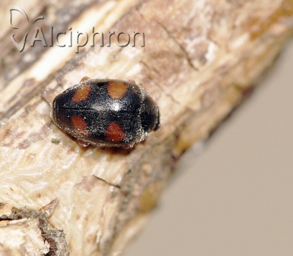 Scymnus frontalis