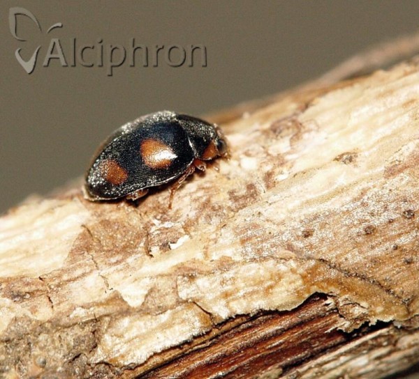 Scymnus frontalis